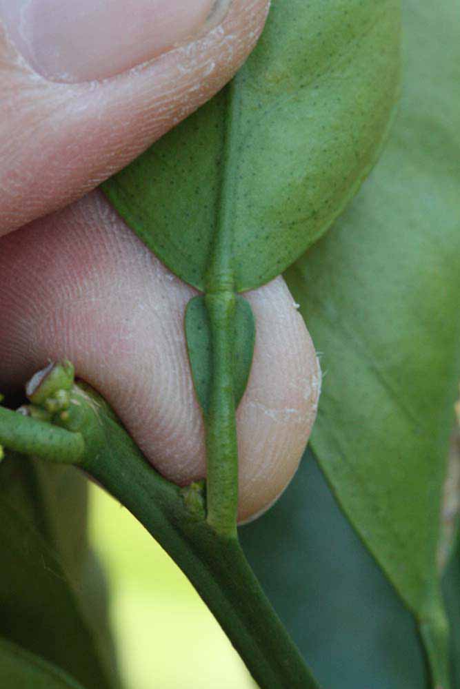              Petiole (Riverside, CA)       